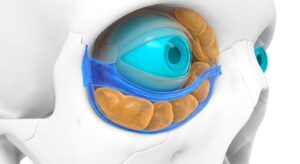 눈밑 지방 구조와 안와격막의 해부학적 3D 일러스트